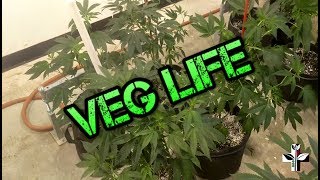 FGSC & OG EP1 - Spring pots 2nd run, let's do this