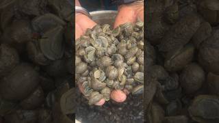 पलक कण कणल महत आहत Palka Seafood Cooking Recipe