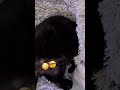 The headless toothless #animals #cat #shorts #shortsfeed #viral #shortvideo #viralvideo #video #fyp￼