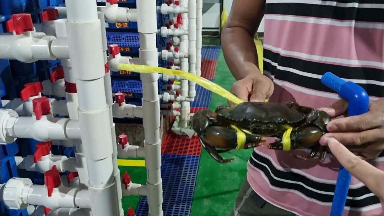 Crab fattening facility. YouTube