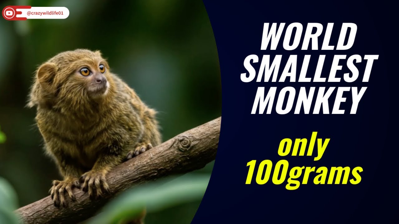 Pygmy Marmoset — The Smallest Monkey with a Giant Personality