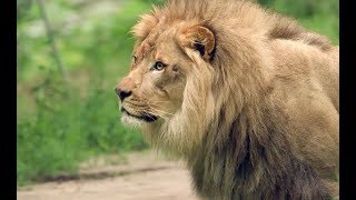 THE LION KING Visits the Bronx Zoo: Lion Exhibit