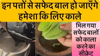 इन पत्तों से करो सफेद बालों को हमेशा कि लिए काला, शैम्पू से भी नहीं छूटेगा रंग 