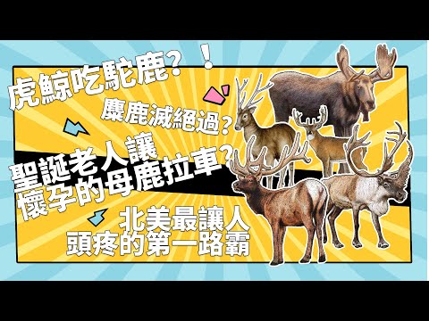 駝鹿馬鹿馴鹿麋鹿白尾鹿傻傻分不清楚 | 8分鐘帶你了解各種鹿的邊角料知識