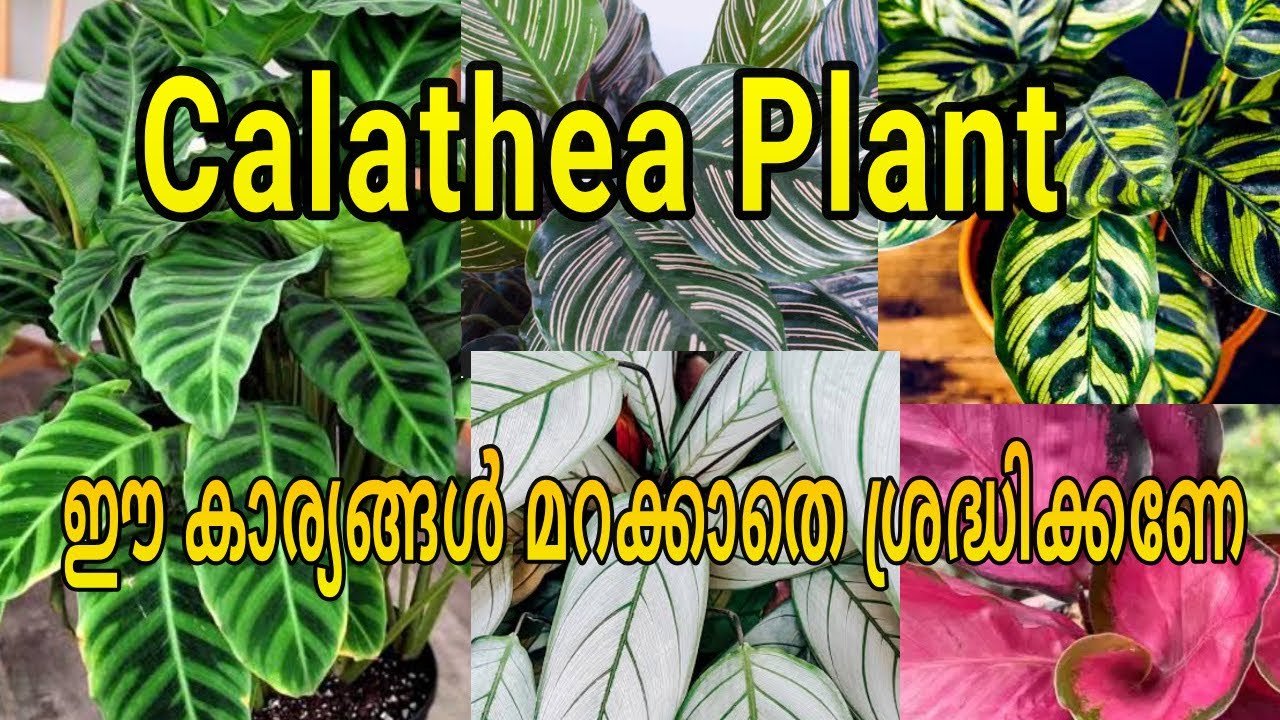 Уход за калатеей | Корни гниют? | Лечебный уход – это важно.