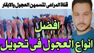 انواع العجول وافضلهم فى التحويل Types of fattening calves and the best in conversion