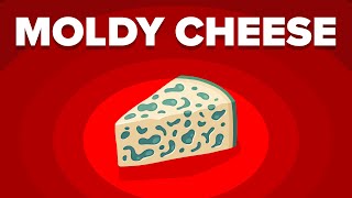 Why Don't You Get Sick When Eating Moldy Cheese