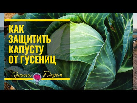 КАК УБЕРЕЧЬ КАПУСТУ ОТ ГУСЕНИЦ