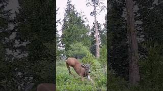 Something Spooks Blacktail Buck