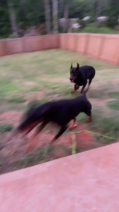 Bruno and Bella #dogs #doberman #doggielife #doglovers