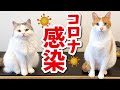 【ご報告】奥さんが新型コロナウィルスに感染しました…
