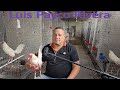 Luis payco rivera y sus gallos blancos white ninja parte  1