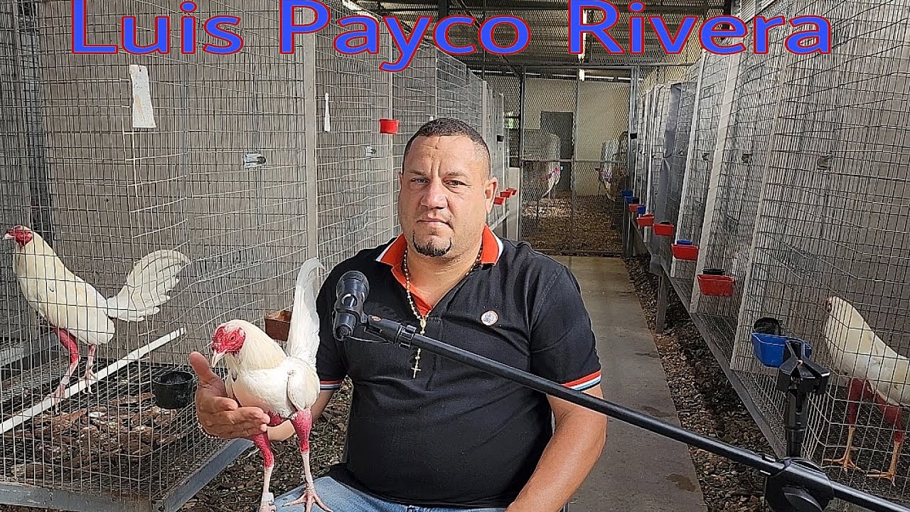 Luis Payco Rivera y sus gallos Blancos White Ninja parte # 1