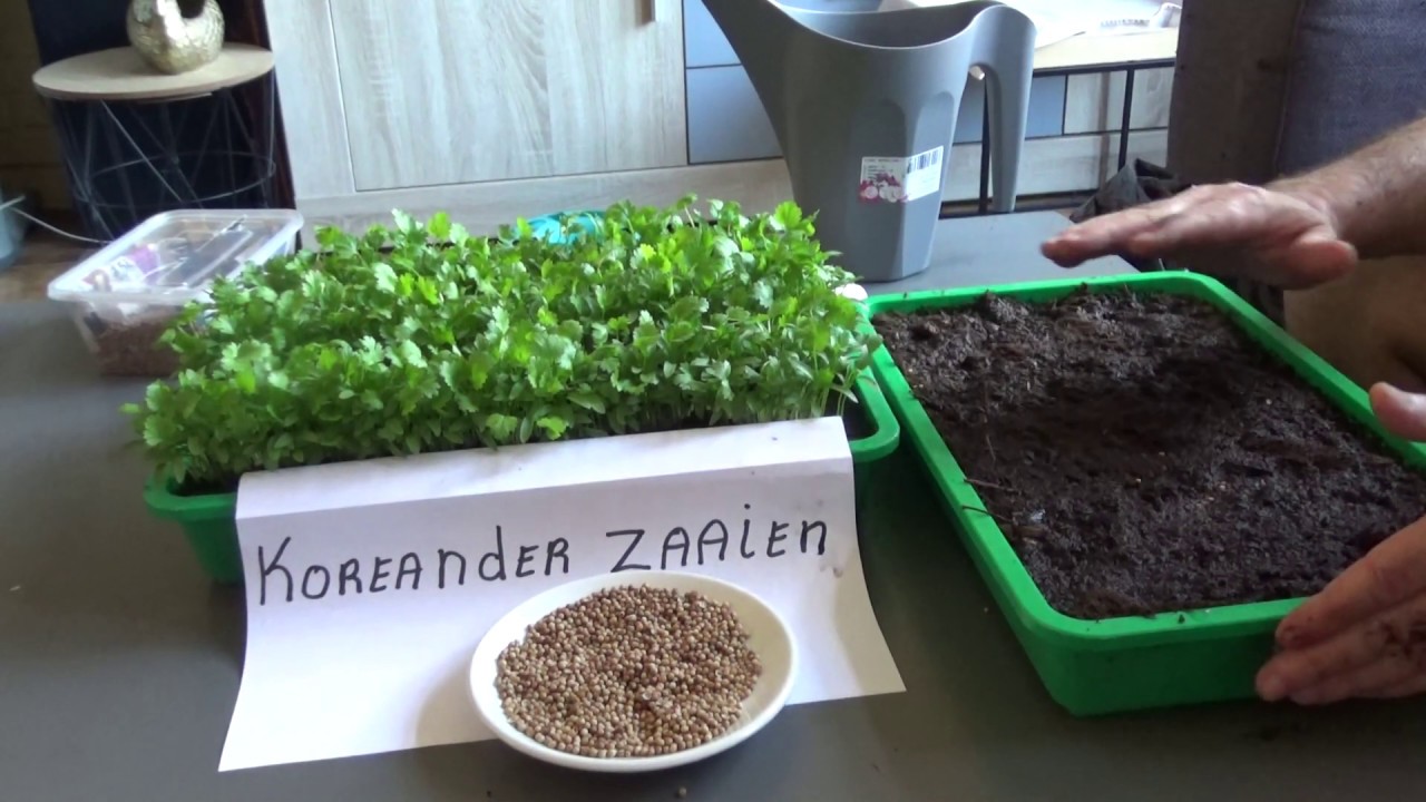 cink kenőcs helminták vendég soliter
