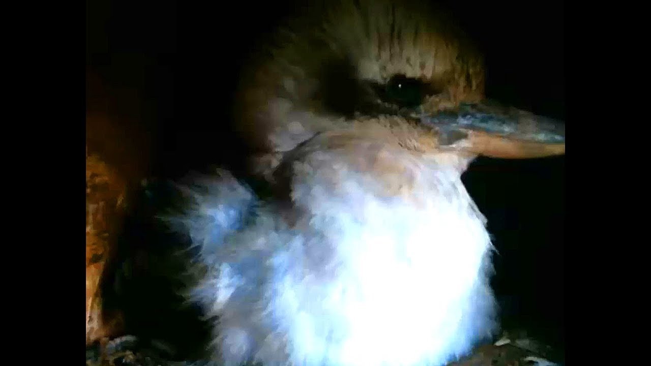 Kookaburra Nest box Australia 11 7 17 630pm swap out 2 eggs due to