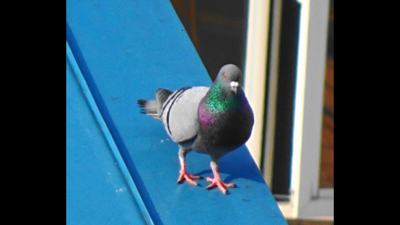 鳩 ドバト の鳴き声 喉元を膨らませながら屋根の上でクルクル回る Youtube