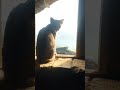 cat video
