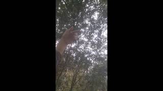 Finding Bigfoot Hairs In Central Florida Dec 2019
