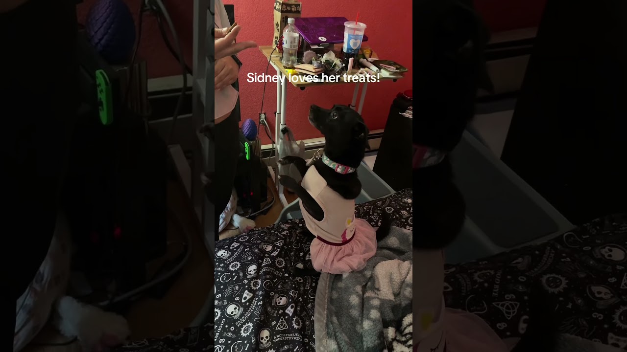 Sidney works hard for her treats