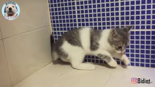 actually cat can ignore gravity