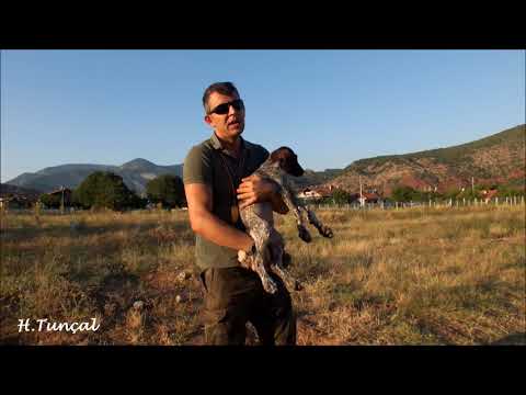 APORT EĞİTİMİ NASIL VERİLİR ?AV KÖPEKLERİNDE ( YAVRU ) APORT EĞİTİMİNDE DİKKAT EDİLMESİ GEREKENLER!!