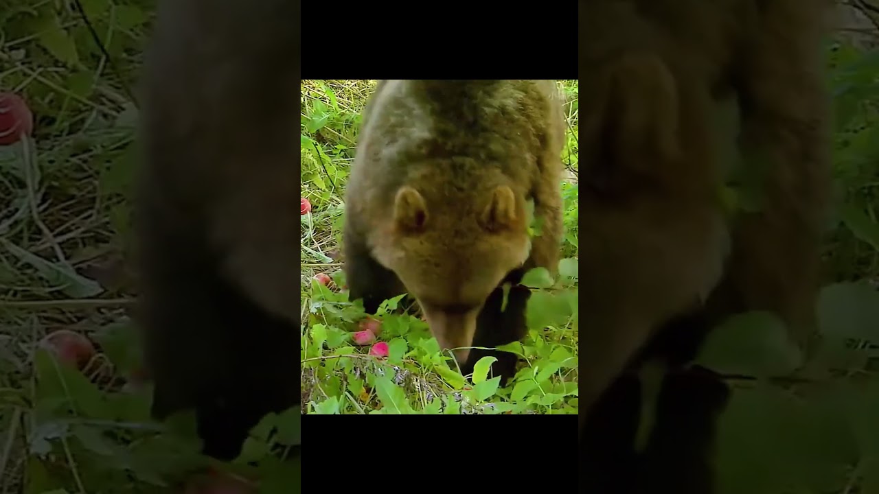 Прямая трансляция: очаровательный момент, когда медведь гризли ест фрукты. 