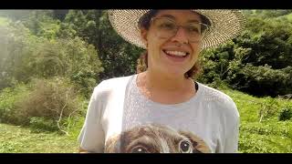 Vlog Do Dia A Dia Na Roça - Fazenda Sis Maria