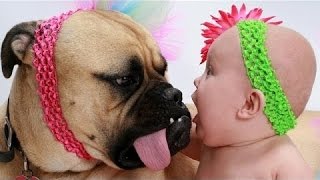 Ferocious Dogs & Cute Babies playing together - Funny Baby & Dog compilation [HD] by PRO GAMER 1,410 views 9 years ago 4 minutes, 16 seconds