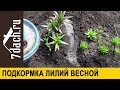 ⚜️ Подкормка лилий для пышного цветения - 7 дач