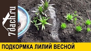 ⚜️ Подкормка лилий для пышного цветения - 7 дач