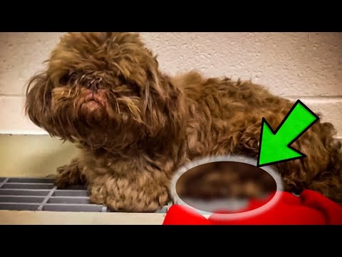 Video: De moederschoot van Pup heeft alles behalve de hashtag