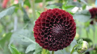 Nervous System Restoration Music 🌿 Soft, soothing and comforting music screenshot 4