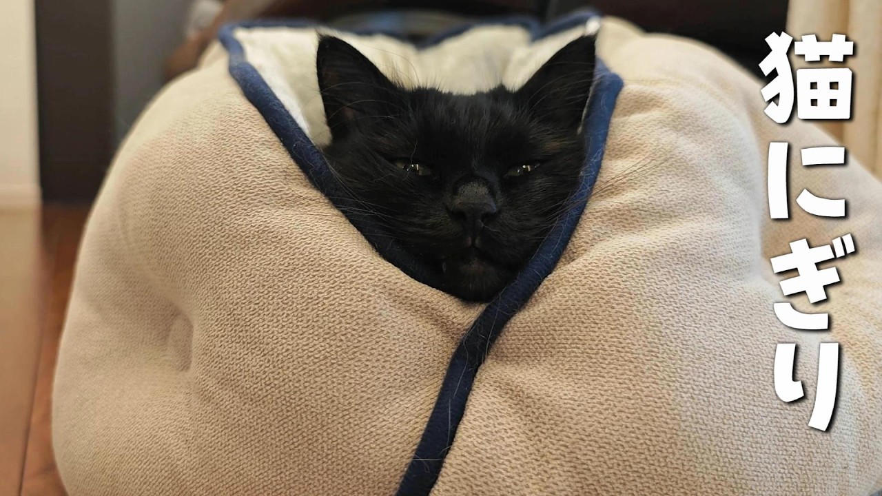 冬仕様に衣替えしたら喜んだ猫がこうなりました　