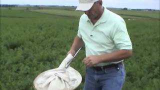 Scouting Alfalfa for Potato Leafhopper
