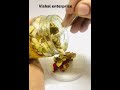 Video Image