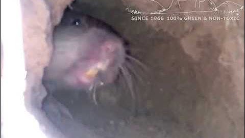The Gopher Getters and Live Pocket Gopher in the Wild.