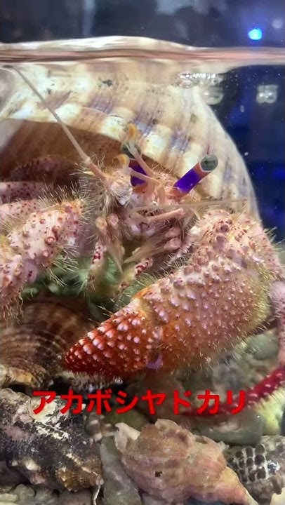 海水魚ショップ やどかり屋 Youtube