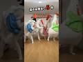 [Bubble Dance] ちょうどいい音がすると思ったら母でした #ASMR #dance #tiktok #viraldance #spongebob #踊ってみた #きぐるみ母さん