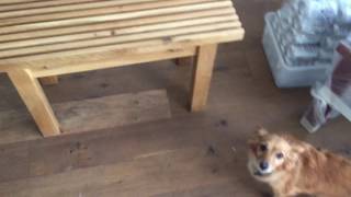 Oak bench