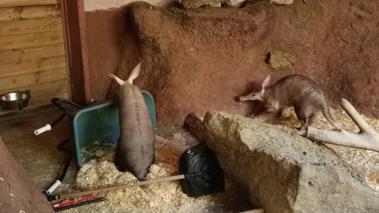 Co se stane, když chovatel nechá kolečko minutu bez dozoru? (Daniel Jančařík)