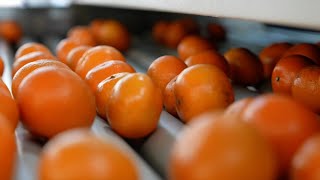 Fruitful Connections Intelligent Upgrades Fuel China-Asean Trade