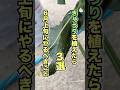 きゅうり栽培で6月上旬にやるべきこと3選 #家庭菜園 #きゅうり栽培 #プランター栽培