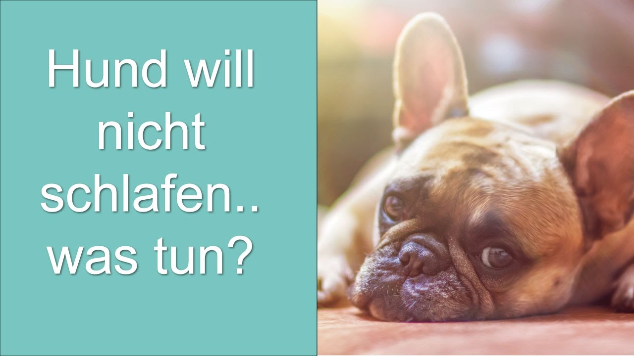 Hund will nicht schlafen&hellip; was tun? YouTube