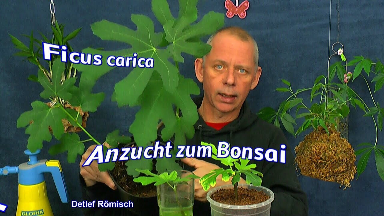 glanzmispel frucht Glanzmispel – Photinia fraseri 'Red Robin' – Heinis Baumschulen