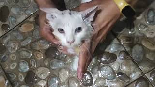 Brrr… It’s Chilly! Watch This Cute Kitten’s Morning Bath Adventure