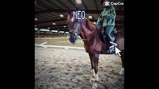 Who’s your favorite? #NEO #MINNOW #EMILY #REIGN #horse #equestrian #hearthorse