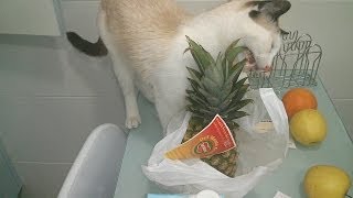 Gato vegano comiendo piña | Funny Cats