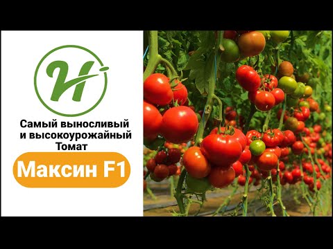Самый выносливый и высокоурожайный томат / Максин F1