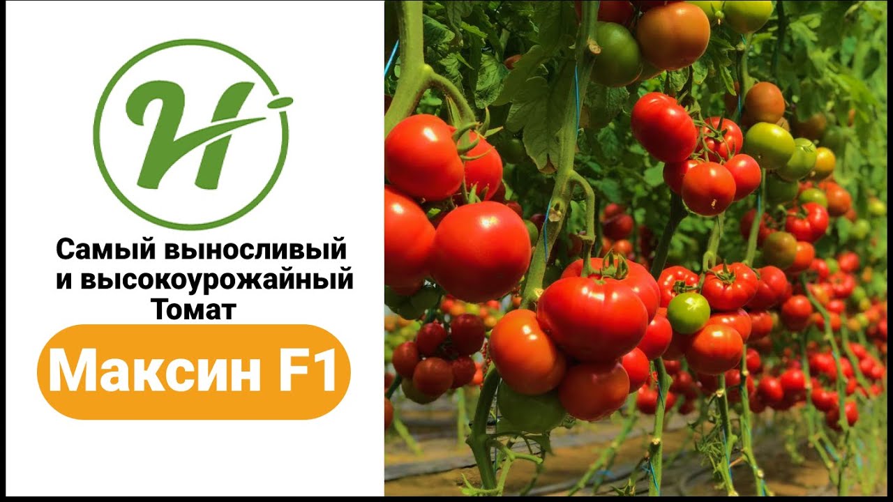 Самый выносливый и высокоурожайный томат / Максин F1