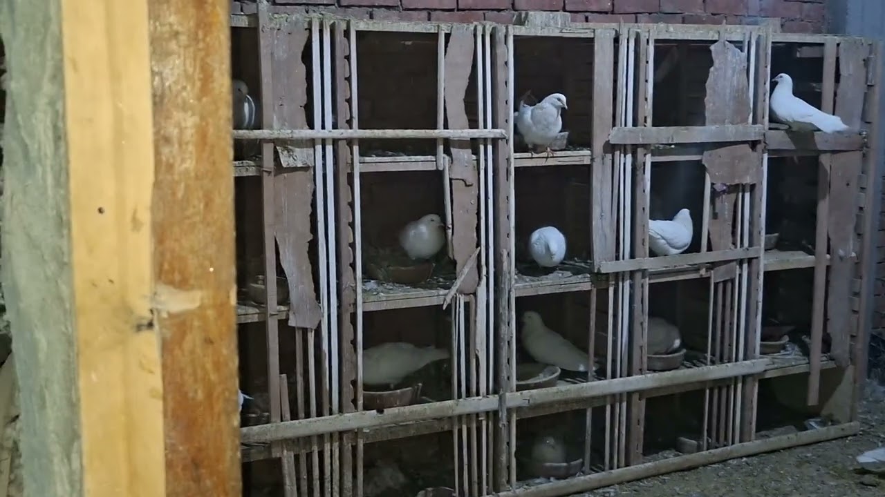 ازاي تحافظ على صحة الحمام ويزيد إنتاجه؟ خطوات بسيطة بنتائج كبيرة 🐦🔥#صحة_الحمام#تربية_الحمام#pigeon 